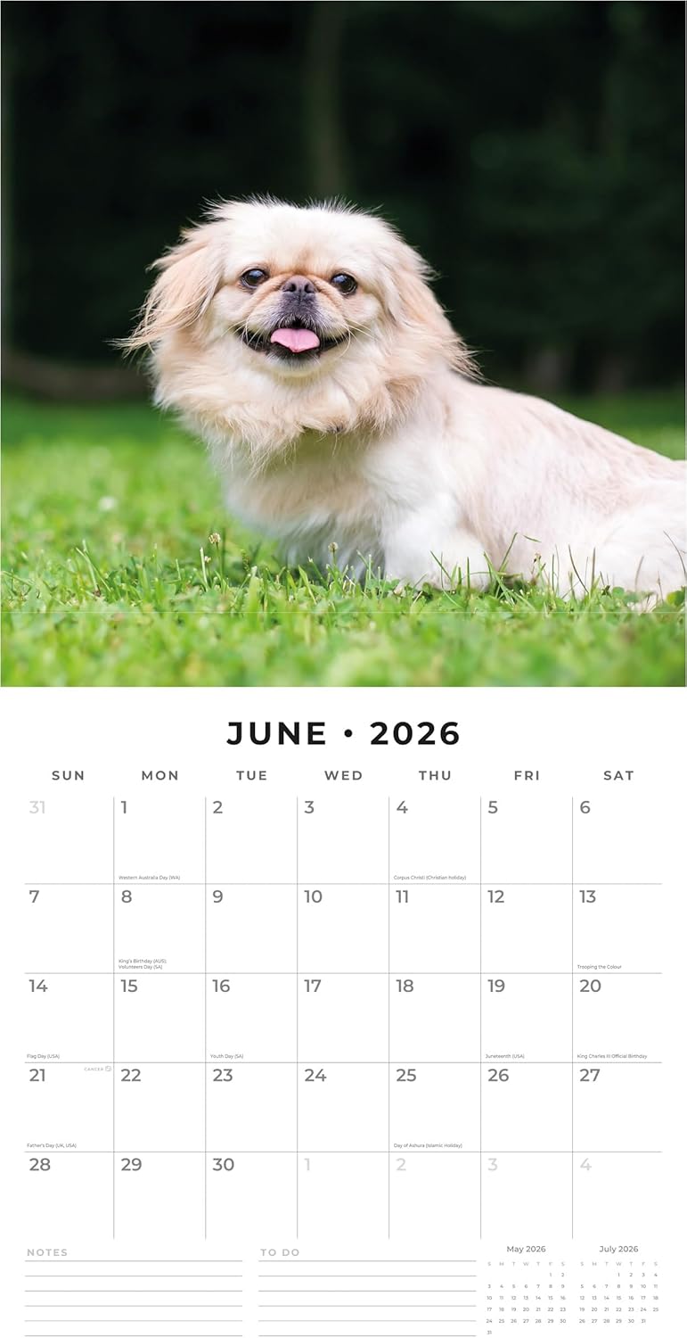 Red Robin 2026 Pekingese Monthly Wall Calendar | 12" x 24" Open | Premium Thick & Sturdy Paper | Hangable 12 Month Calendar | Lined Notes & To Do Area | Vivid Images | Plastic Free