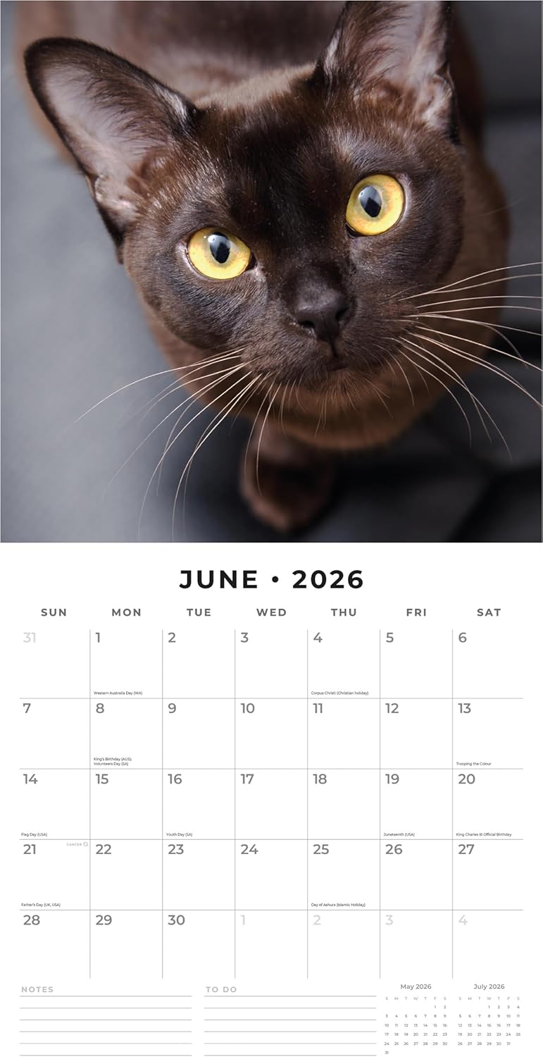 Burmese Cats - 2026 Square Wall Calendar - by Red Robin Publishing