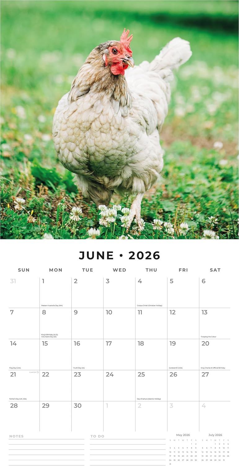Red Robin 2026 Chickens Monthly Wall Calendar | 12" x 24" Open | Premium Thick & Sturdy Paper | Hangable 12 Month Calendar | Lined Notes & To Do Area | Vivid Images | Plastic Free