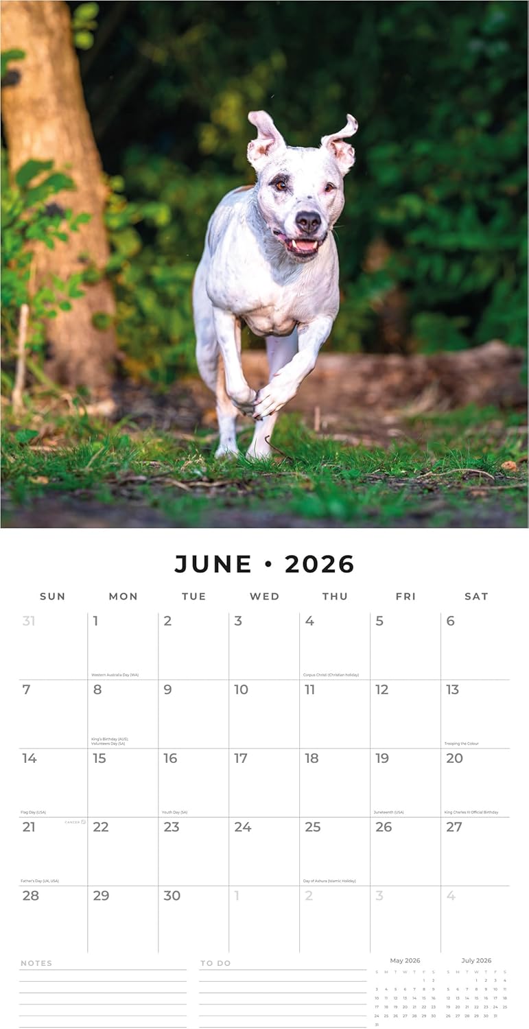 Red Robin 2026 American Pit Bull Terriers Monthly Wall Calendar | 12" x 24" Open | Premium Thick & Sturdy Paper | Hangable 12 Month Calendar | Lined Notes & To Do Area | Vivid Images | Plastic Free