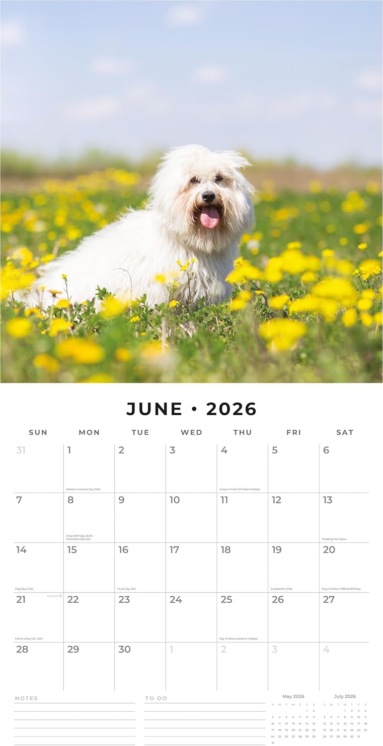 Red Robin 2026 Maltese Monthly Wall Calendar | 12" x 24" Open | Premium Thick & Sturdy Paper | Hangable 12 Month Calendar | Lined Notes & To Do Area | Vivid Images | Plastic Free