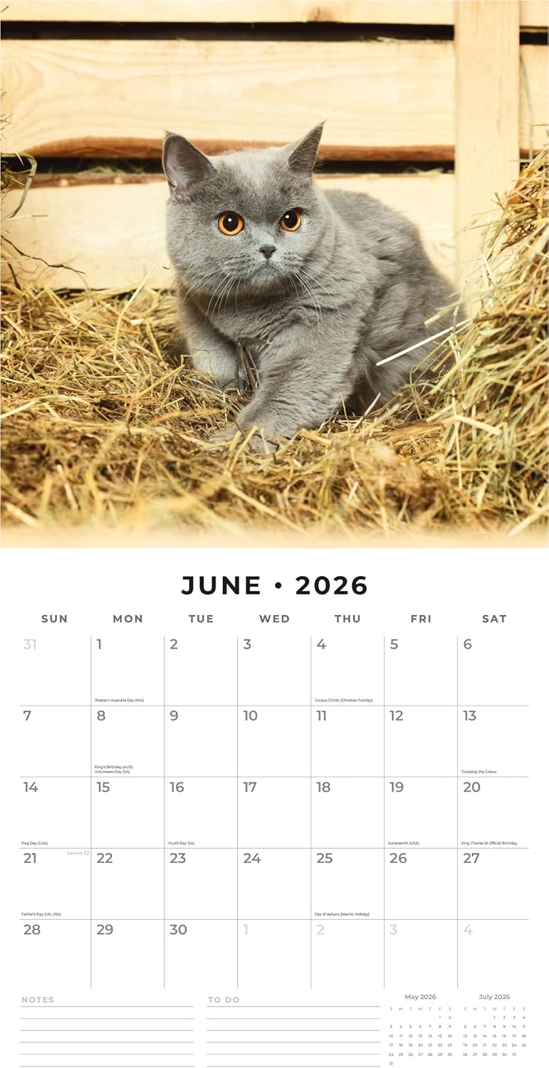 Red Robin 2026 British Shorthair Cats Monthly Wall Calendar | 12" x 24" Open | Premium Thick & Sturdy Paper | Hangable 12 Month Calendar | Lined Notes & To Do Area | Vivid Images | Plastic Free