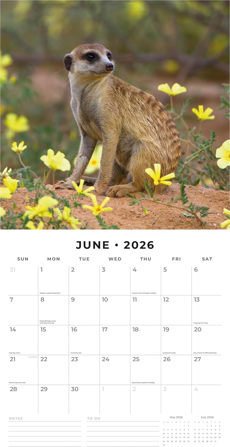 Red Robin 2026 Meerkats Monthly Wall Calendar | 12" x 24" Open | Premium Thick & Sturdy Paper | Hangable 12 Month Calendar | Lined Notes & To Do Area | Vivid Images | Plastic Free