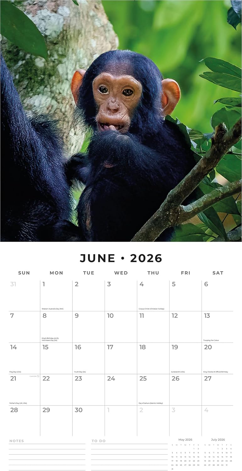Apes - 2026 Square Wall Calendar - by Red Robin Publishing