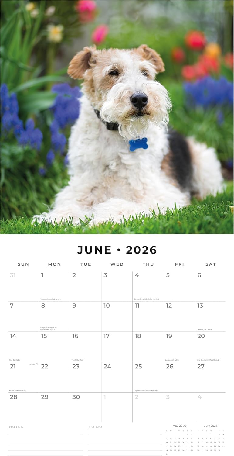 Red Robin 2026 Wire Fox Terriers Monthly Wall Calendar | 12" x 24" Open | Premium Thick & Sturdy Paper | Hangable 12 Month Calendar | Lined Notes & To Do Area | Vivid Images | Plastic Free