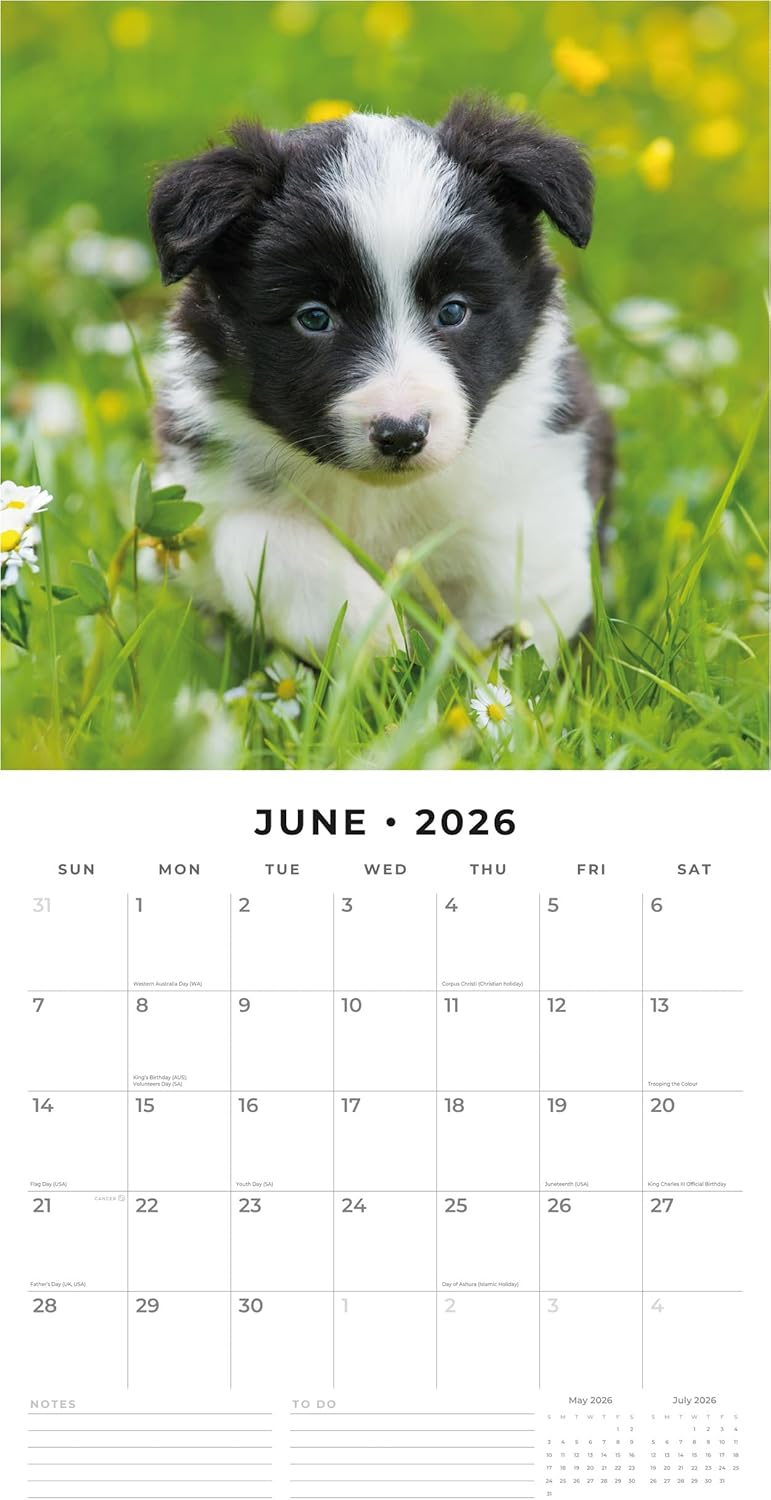 Red Robin 2026 Border Collie Puppies Monthly Wall Calendar | 12" x 24" Open | Premium Thick & Sturdy Paper | Hangable 12 Month Calendar | Lined Notes & To Do Area | Vivid Images | Plastic Free
