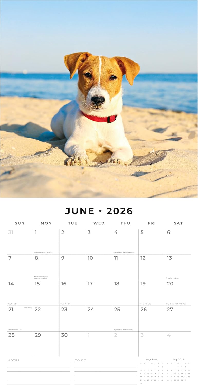 Red Robin 2026 Jack Russells Monthly Wall Calendar | 12" x 24" Open | Premium Thick & Sturdy Paper | Hangable 12 Month Calendar | Lined Notes & To Do Area | Vivid Images | Plastic Free