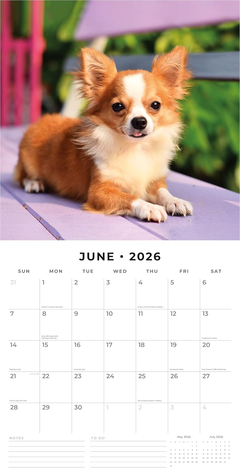 Red Robin 2026 Chihuahuas Monthly Wall Calendar | 12" x 24" Open | Premium Thick & Sturdy Paper | Hangable 12 Month Calendar | Lined Notes & To Do Area | Vivid Images | Plastic Free