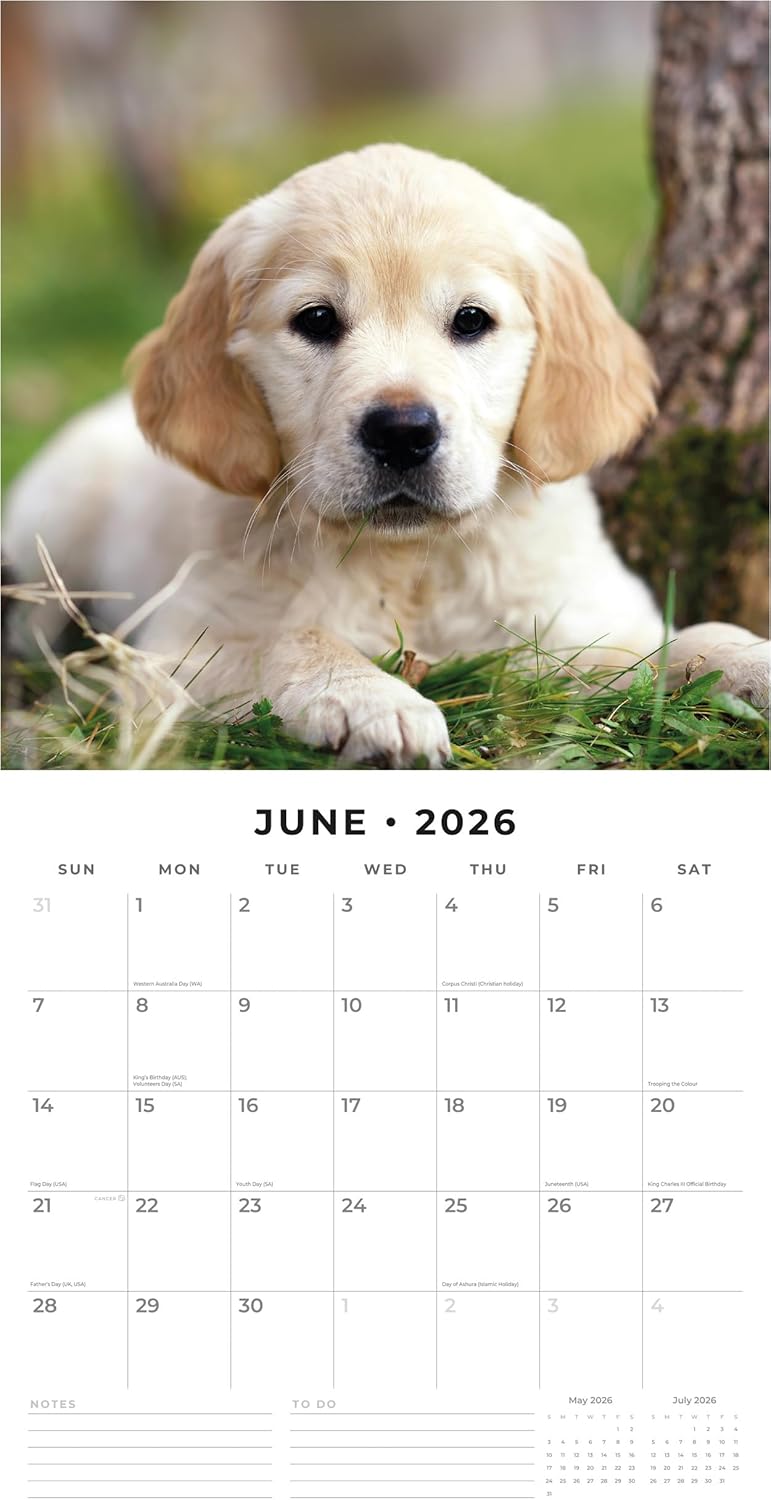 Red Robin 2026 Golden Retriever Puppies Monthly Wall Calendar | 12" x 24" Open | Premium Thick & Sturdy Paper | Hangable 12 Month Calendar | Lined Notes & To Do Area | Vivid Images | Plastic Free