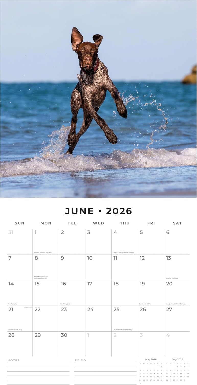 Red Robin 2026 German Shorthaired Pointers Monthly Wall Calendar | 12" x 24" Open | Premium Thick & Sturdy Paper | Hangable 12 Month Calendar | Lined Notes & To Do Area | Vivid Images | Plastic Free