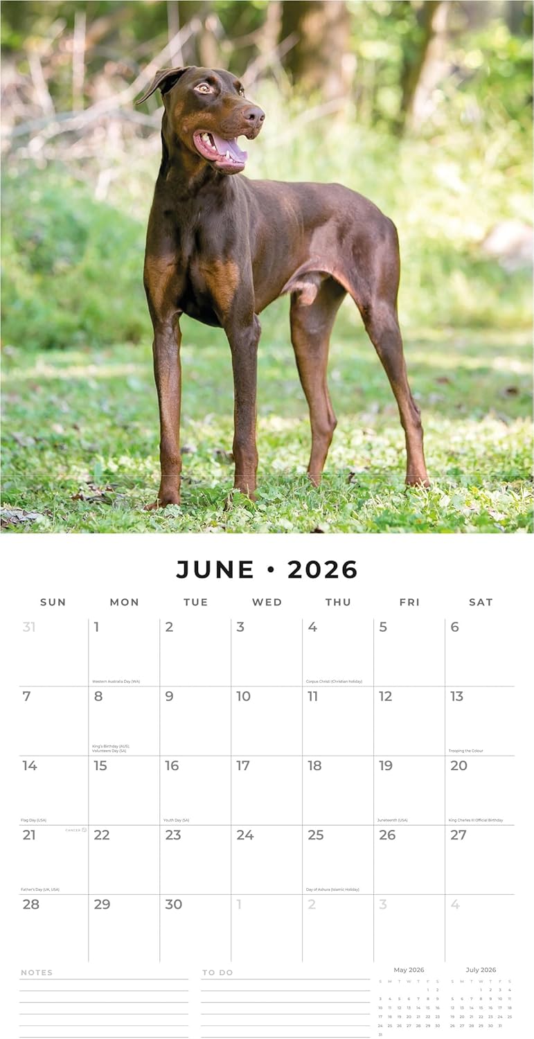 Red Robin 2026 Dobermans Monthly Wall Calendar | 12" x 24" Open | Premium Thick & Sturdy Paper | Hangable 12 Month Calendar | Lined Notes & To Do Area | Vivid Images | Plastic Free
