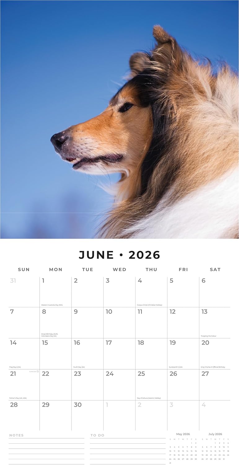 Red Robin 2026 Collies Monthly Wall Calendar | 12" x 24" Open | Premium Thick & Sturdy Paper | Hangable 12 Month Calendar | Lined Notes & To Do Area | Vivid Images | Plastic Free