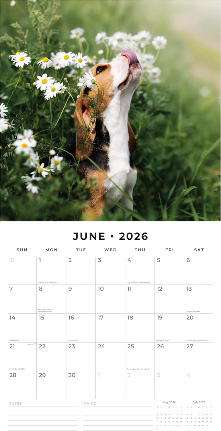 Red Robin 2026 Beagles Monthly Wall Calendar | 12" x 24" Open | Premium Thick & Sturdy Paper | Hangable 12 Month Calendar | Lined Notes & To Do Area | Vivid Images | Plastic Free