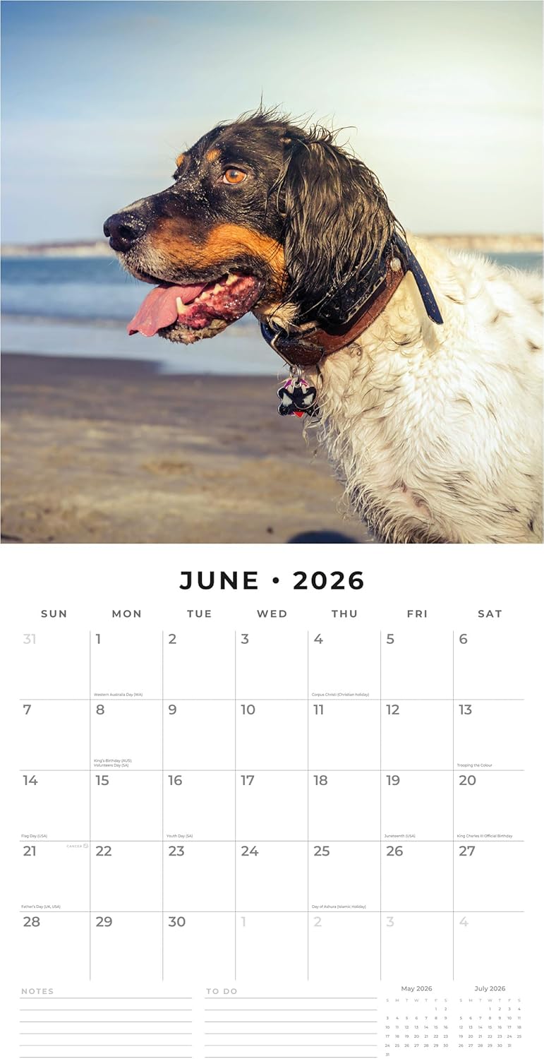 Red Robin 2026 English Setters Monthly Wall Calendar | 12" x 24" Open | Premium Thick & Sturdy Paper | Hangable 12 Month Calendar | Lined Notes & To Do Area | Vivid Images | Plastic Free