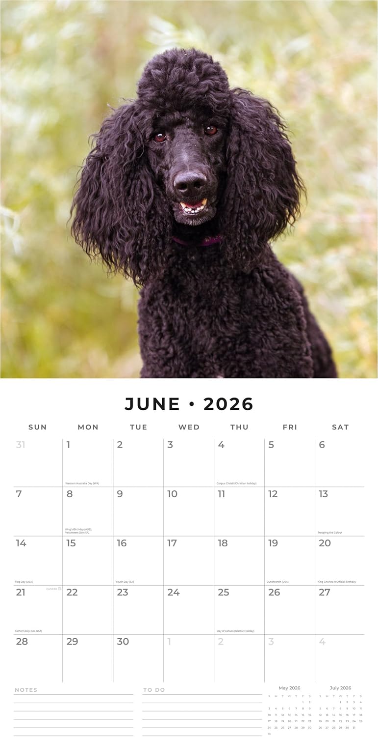 Red Robin 2026 Poodles Monthly Wall Calendar | 12" x 24" Open | Premium Thick & Sturdy Paper | Hangable 12 Month Calendar | Lined Notes & To Do Area | Vivid Images | Plastic Free