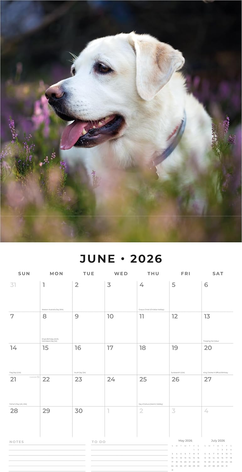 Red Robin 2026 Labrador Retrievers Monthly Wall Calendar | 12" x 24" Open | Premium Thick & Sturdy Paper | Hangable 12 Month Calendar | Lined Notes & To Do Area | Vivid Images | Plastic Free