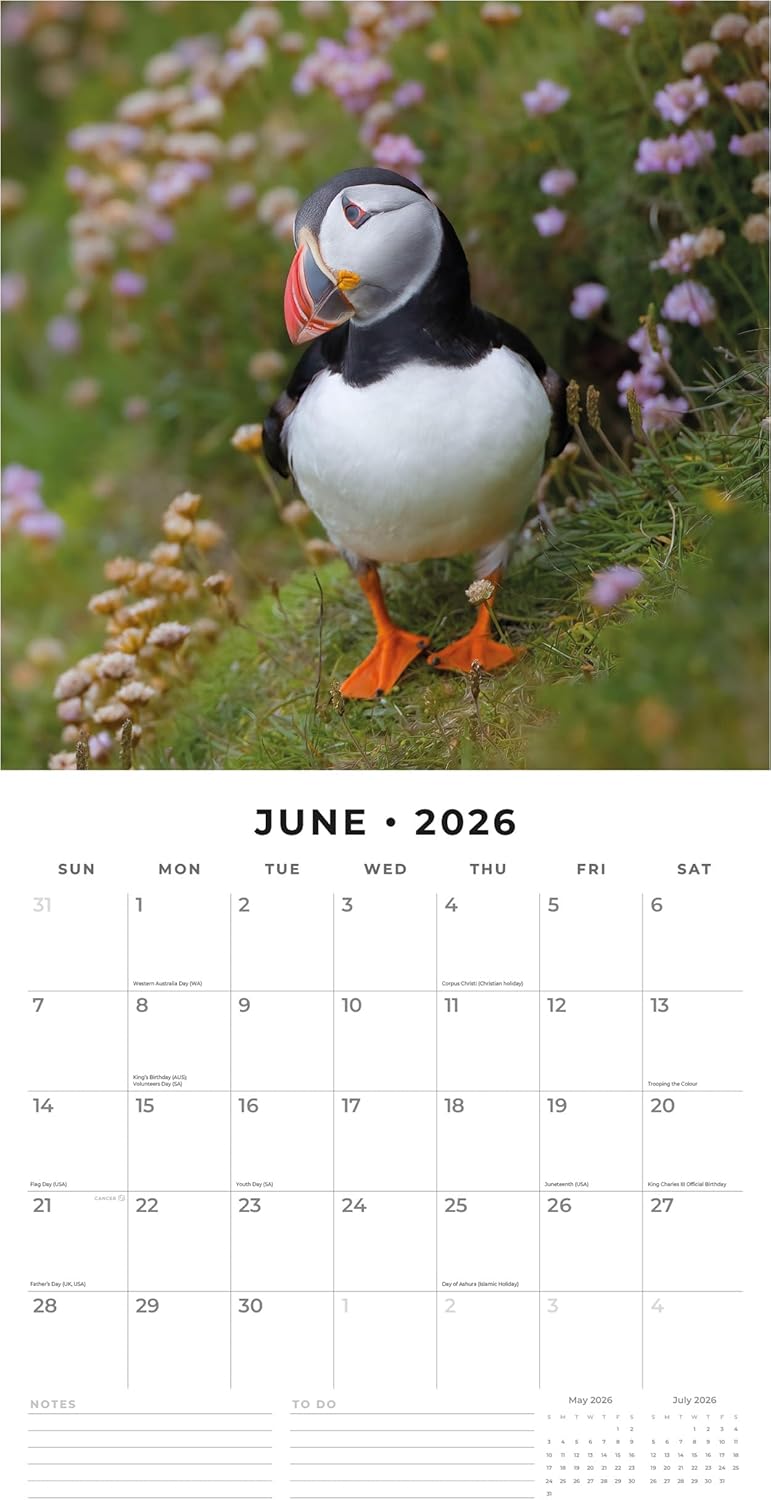 Red Robin 2026 Puffins Monthly Wall Calendar | 12" x 24" Open | Premium Thick & Sturdy Paper | Hangable 12 Month Calendar | Lined Notes & To Do Area | Vivid Images | Plastic Free