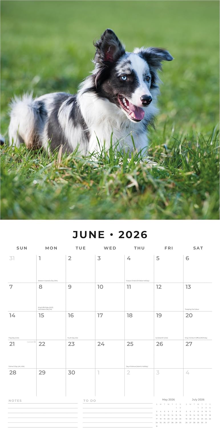 Red Robin 2026 Border Collies Monthly Wall Calendar | 12" x 24" Open | Premium Thick & Sturdy Paper | Hangable 12 Month Calendar | Lined Notes & To Do Area | Vivid Images | Plastic Free