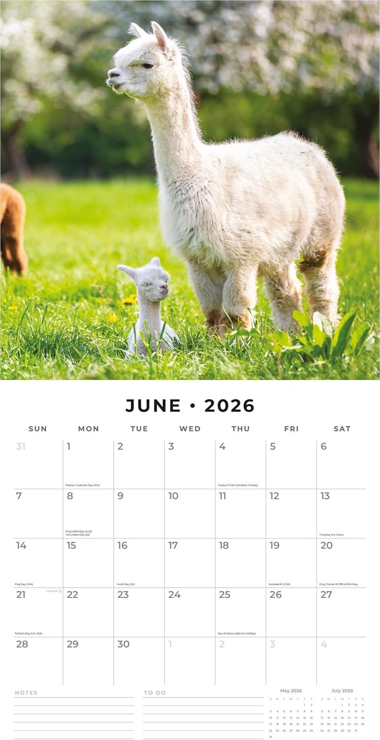 Alpacas - 2026 Square Wall Calendar - by Red Robin Publishing