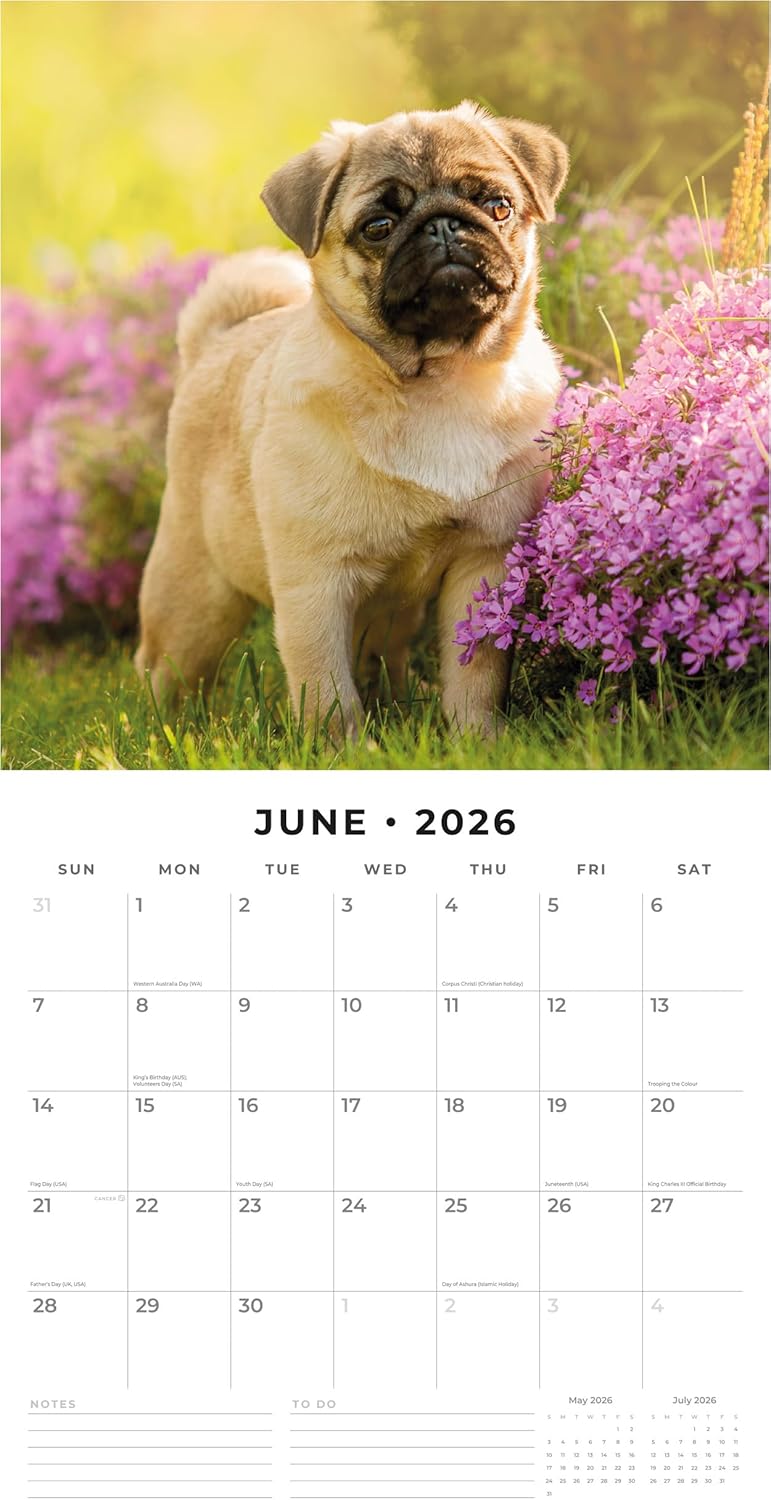 Red Robin 2026 Pugs Monthly Wall Calendar | 12" x 24" Open | Premium Thick & Sturdy Paper | Hangable 12 Month Calendar | Lined Notes & To Do Area | Vivid Images | Plastic Free