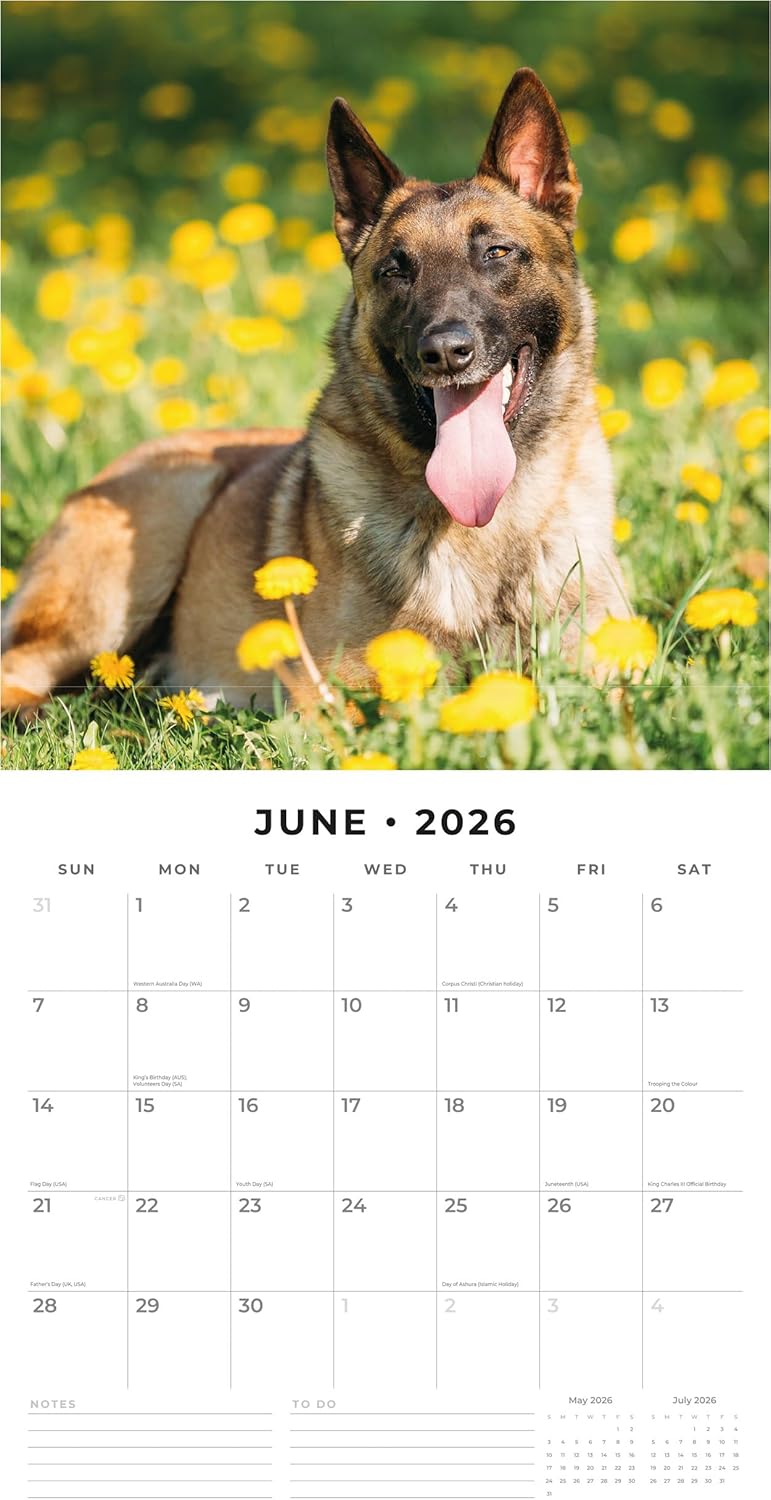 Red Robin 2026 Belgian Shepherd Dogs Monthly Wall Calendar | 12" x 24" Open | Premium Thick & Sturdy Paper | Hangable 12 Month Calendar | Lined Notes & To Do Area | Vivid Images | Plastic Free