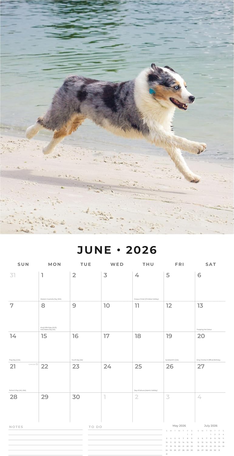 Red Robin 2026 Australian Shepherds Monthly Wall Calendar | 12" x 24" Open | Premium Thick & Sturdy Paper | Hangable 12 Month Calendar | Lined Notes & To Do Area | Vivid Images | Plastic Free