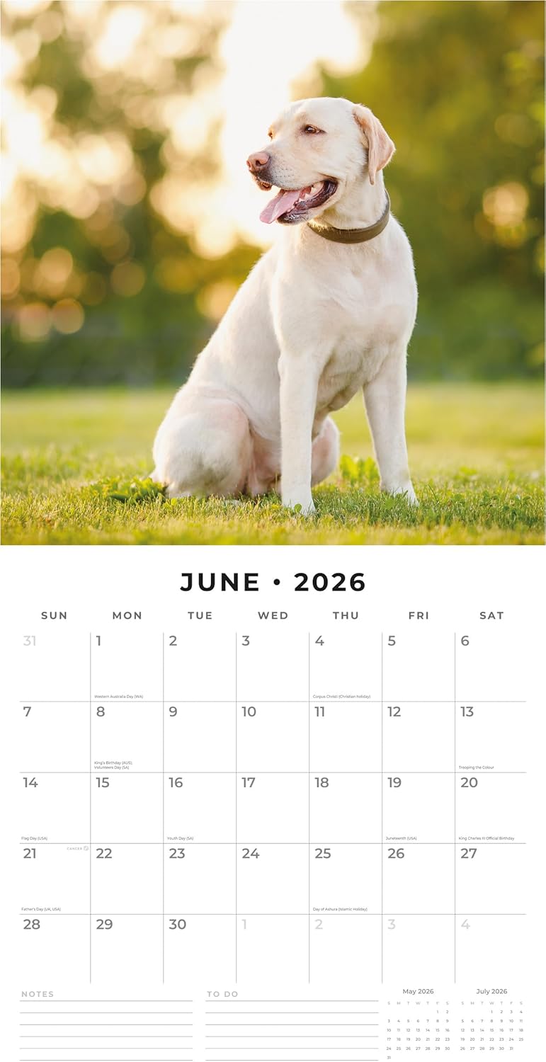 Red Robin 2026 Labradors Monthly Wall Calendar | 12" x 24" Open | Premium Thick & Sturdy Paper | Hangable 12 Month Calendar | Lined Notes & To Do Area | Vivid Images | Plastic Free