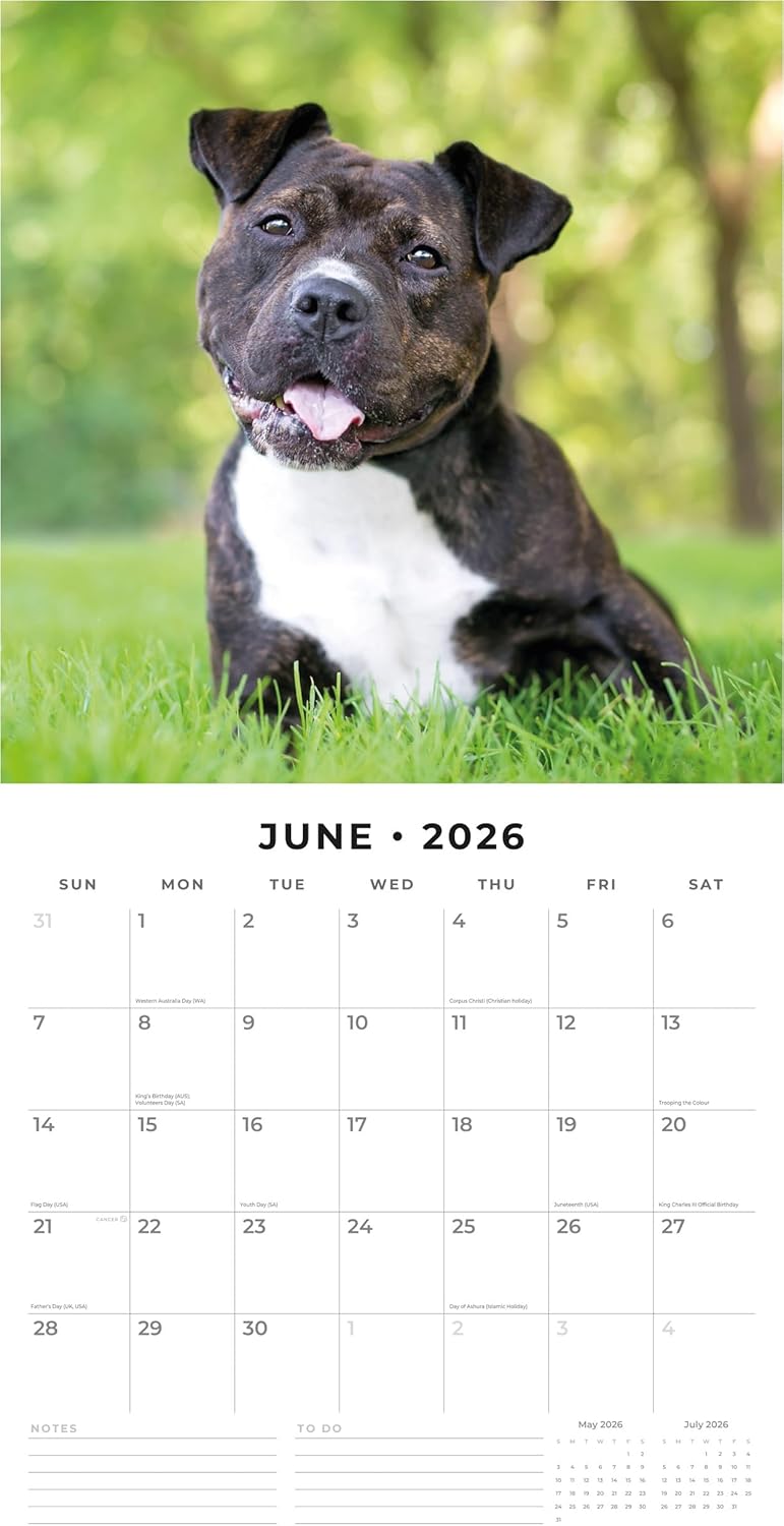 Red Robin 2026 Staffordshire Bull Terriers Monthly Wall Calendar | 12" x 24" Open | Premium Thick & Sturdy Paper | Hangable 12 Month Calendar | Lined Notes & To Do Area | Vivid Images | Plastic Free