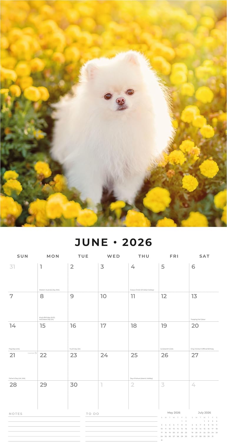 Red Robin 2026 Pomeranians Monthly Wall Calendar | 12" x 24" Open | Premium Thick & Sturdy Paper | Hangable 12 Month Calendar | Lined Notes & To Do Area | Vivid Images | Plastic Free