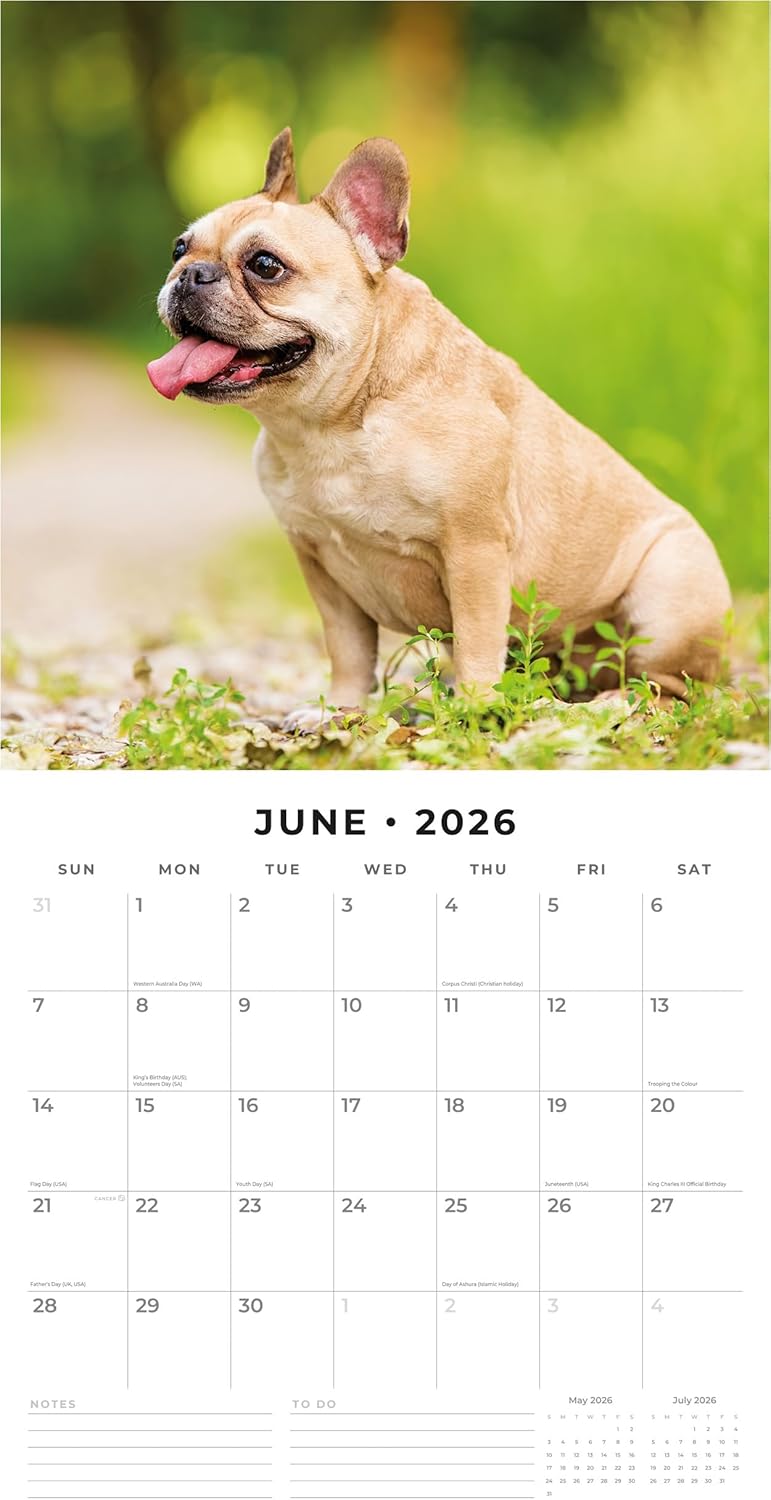 Red Robin 2026 French Bulldogs Monthly Wall Calendar | 12" x 24" Open | Premium Thick & Sturdy Paper | Hangable 12 Month Calendar | Lined Notes & To Do Area | Vivid Images | Plastic Free