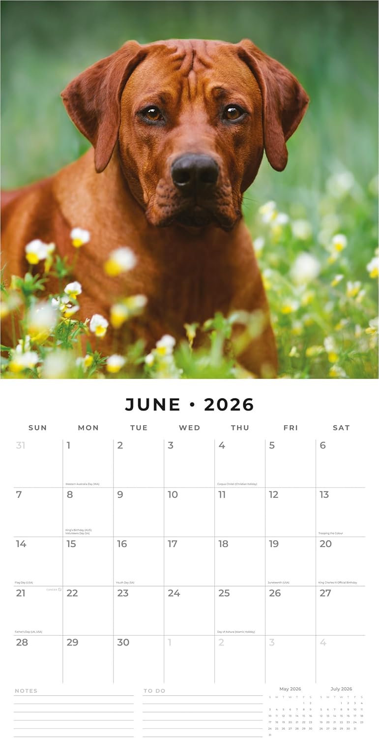 Red Robin 2026 Rhodesian Ridgebacks Monthly Wall Calendar | 12" x 24" Open | Premium Thick & Sturdy Paper | Hangable 12 Month Calendar | Lined Notes & To Do Area | Vivid Images | Plastic Free