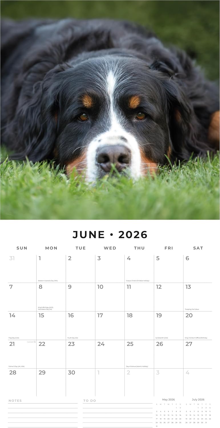 Red Robin 2026 Bernese Mountain Dogs Monthly Wall Calendar | 12" x 24" Open | Premium Thick & Sturdy Paper | Hangable 12 Month Calendar | Lined Notes & To Do Area | Vivid Images | Plastic Free