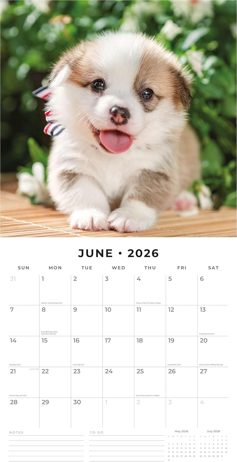 Red Robin 2026 Pembroke Welsh Corgis Monthly Wall Calendar | 12" x 24" Open | Premium Thick & Sturdy Paper | Hangable 12 Month Calendar | Lined Notes & To Do Area | Vivid Images | Plastic Free
