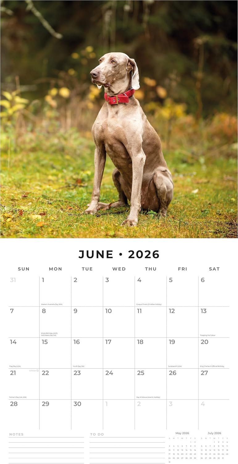 Red Robin 2026 Weimaraners Monthly Wall Calendar | 12" x 24" Open | Premium Thick & Sturdy Paper | Hangable 12 Month Calendar | Lined Notes & To Do Area | Vivid Images | Plastic Free