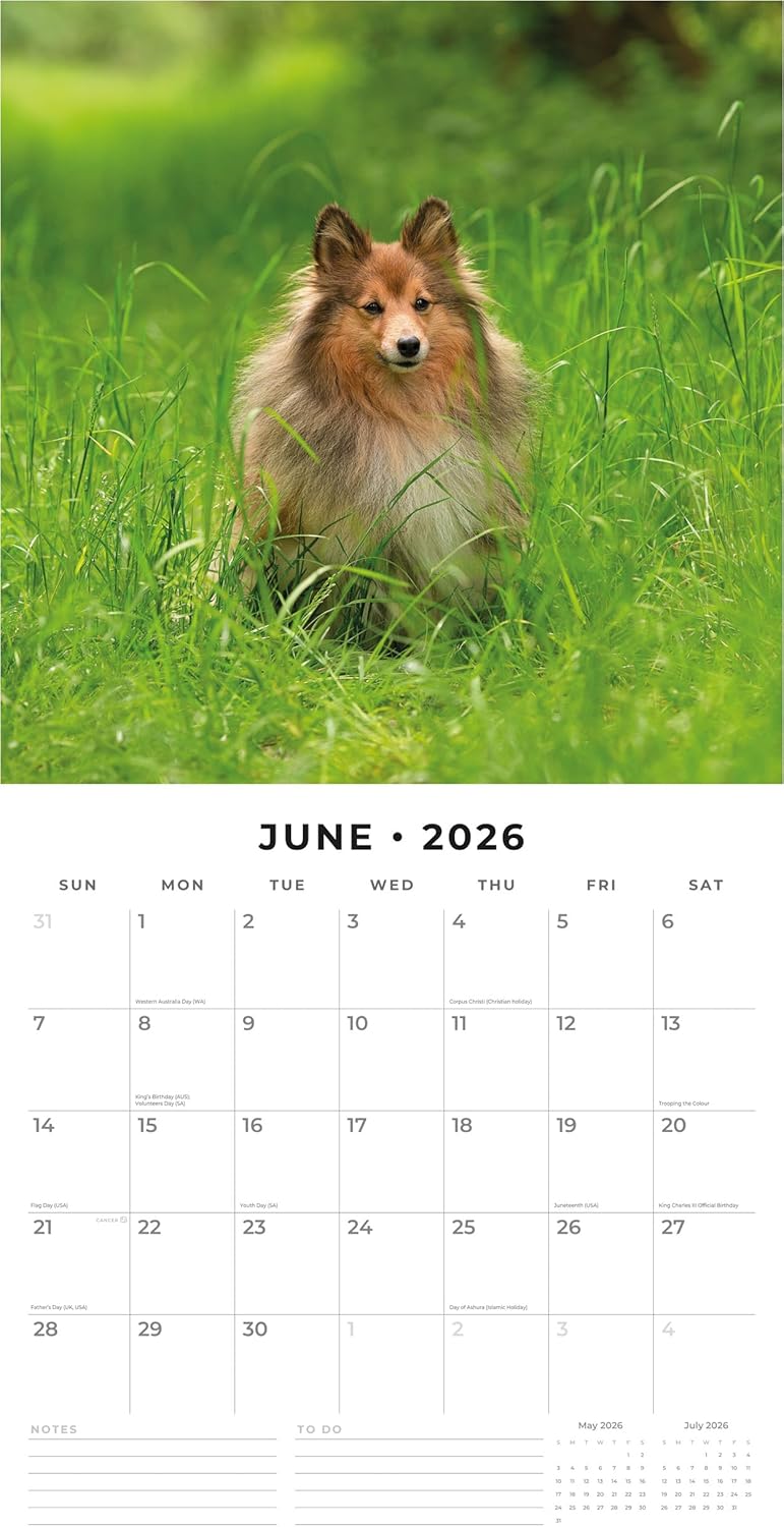 Red Robin 2026 Shetland Sheepdogs Monthly Wall Calendar | 12" x 24" Open | Premium Thick & Sturdy Paper | Hangable 12 Month Calendar | Lined Notes & To Do Area | Vivid Images | Plastic Free