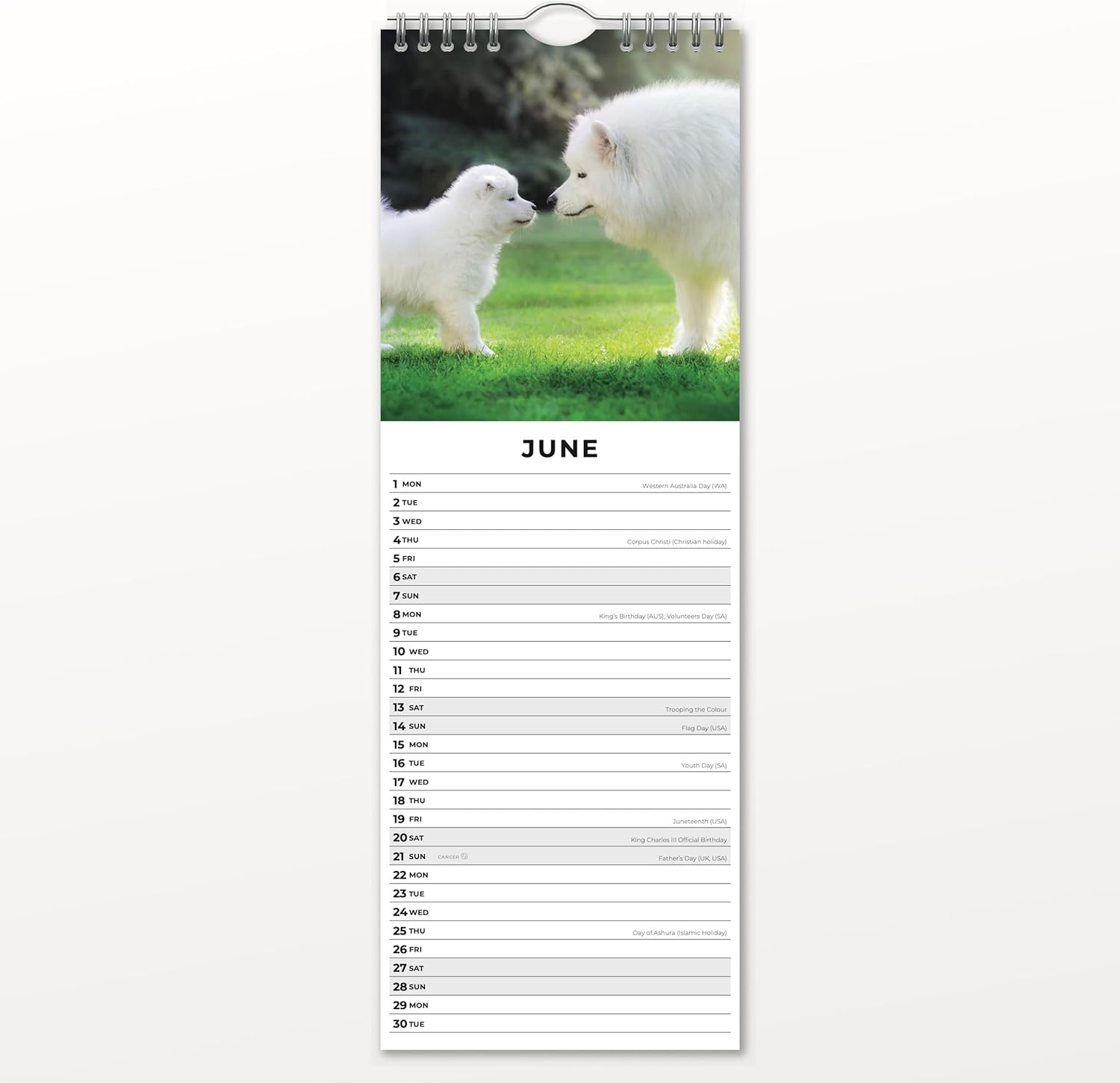 Red Robin 2026 Dogs & Puppies Monthly Slim Calendar | 6" x 16" Open | Premium Thick & Sturdy Paper | Tall Hangable 12 Month Calendar | Vivid Images | Plastic Free | Wire Spiral
