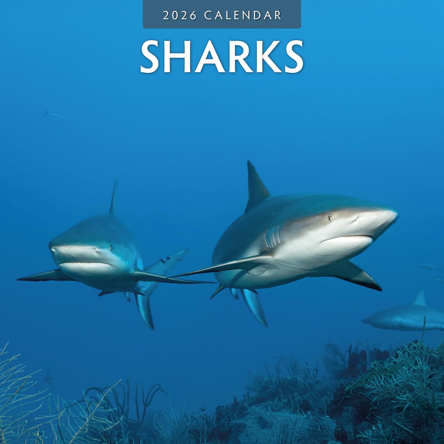 Red Robin 2026 Sharks Monthly Wall Calendar | 12" x 24" Open | Premium Thick & Sturdy Paper | Hangable 12 Month Calendar | Lined Notes & To Do Area | Vivid Images | Plastic Free