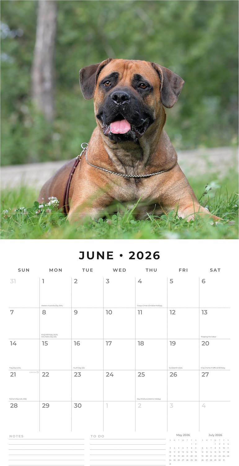 Red Robin 2026 Bullmastiffs Monthly Wall Calendar | 12" x 24" Open | Premium Thick & Sturdy Paper | Hangable 12 Month Calendar | Lined Notes & To Do Area | Vivid Images | Plastic Free