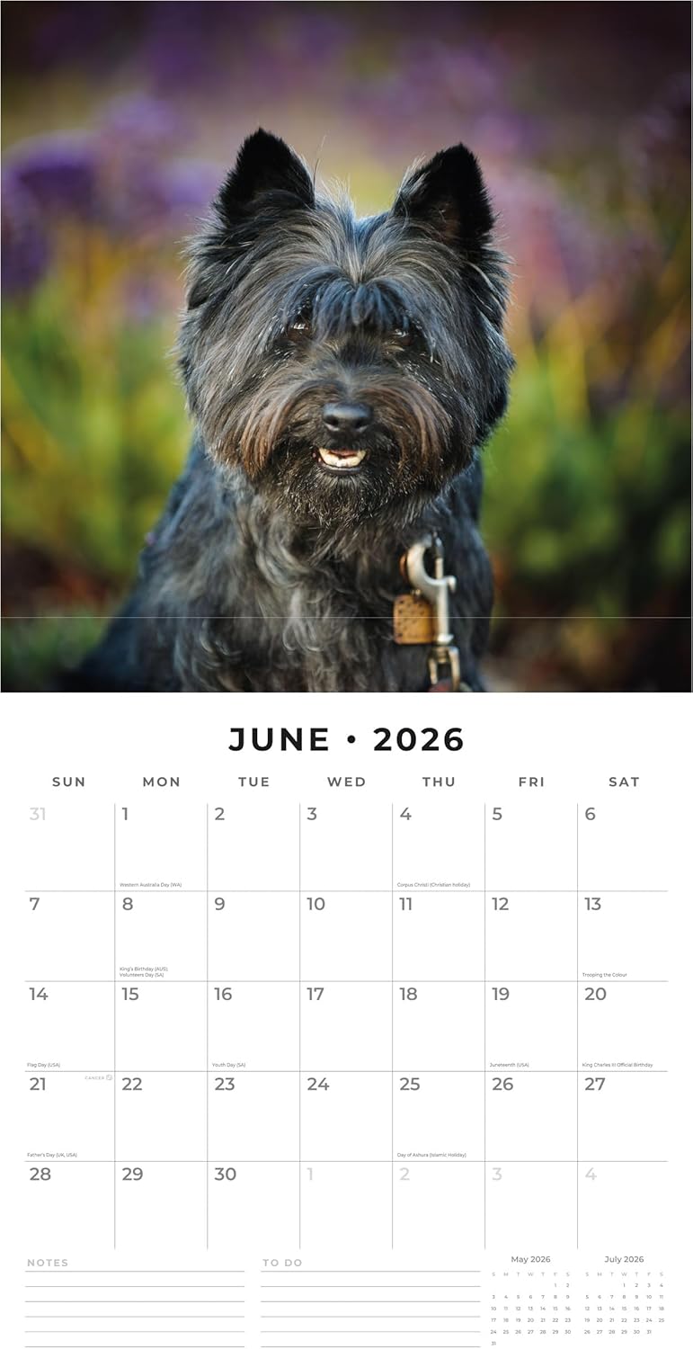 Red Robin 2026 Cairn Terriers Monthly Wall Calendar | 12" x 24" Open | Premium Thick & Sturdy Paper | Hangable 12 Month Calendar | Lined Notes & To Do Area | Vivid Images | Plastic Free