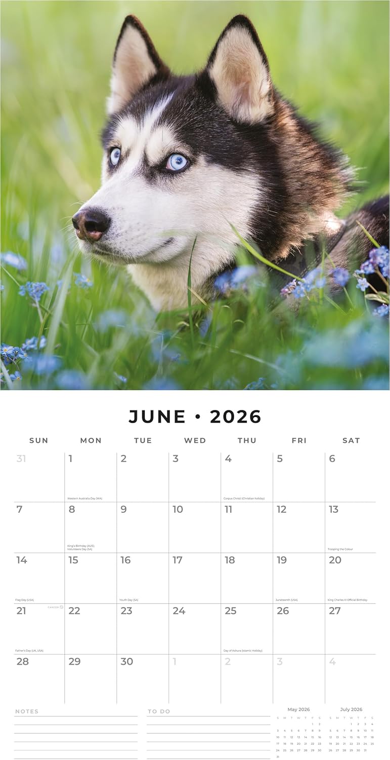 Red Robin 2026 Huskies Monthly Wall Calendar | 12" x 24" Open | Premium Thick & Sturdy Paper | Hangable 12 Month Calendar | Lined Notes & To Do Area | Vivid Images | Plastic Free