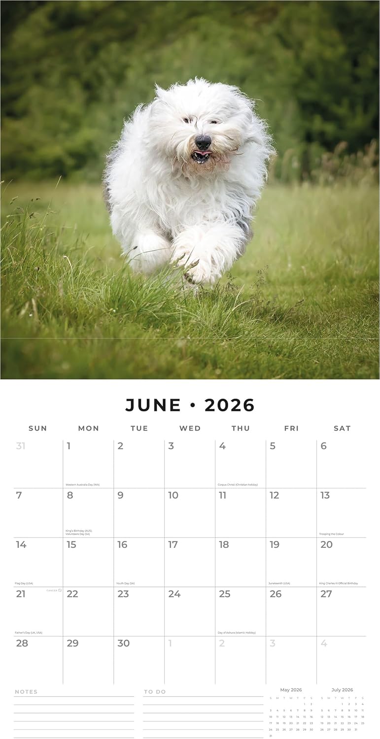 Red Robin 2026 Old English Sheepdogs Monthly Wall Calendar | 12" x 24" Open | Premium Thick & Sturdy Paper | Hangable 12 Month Calendar | Lined Notes & To Do Area | Vivid Images | Plastic Free