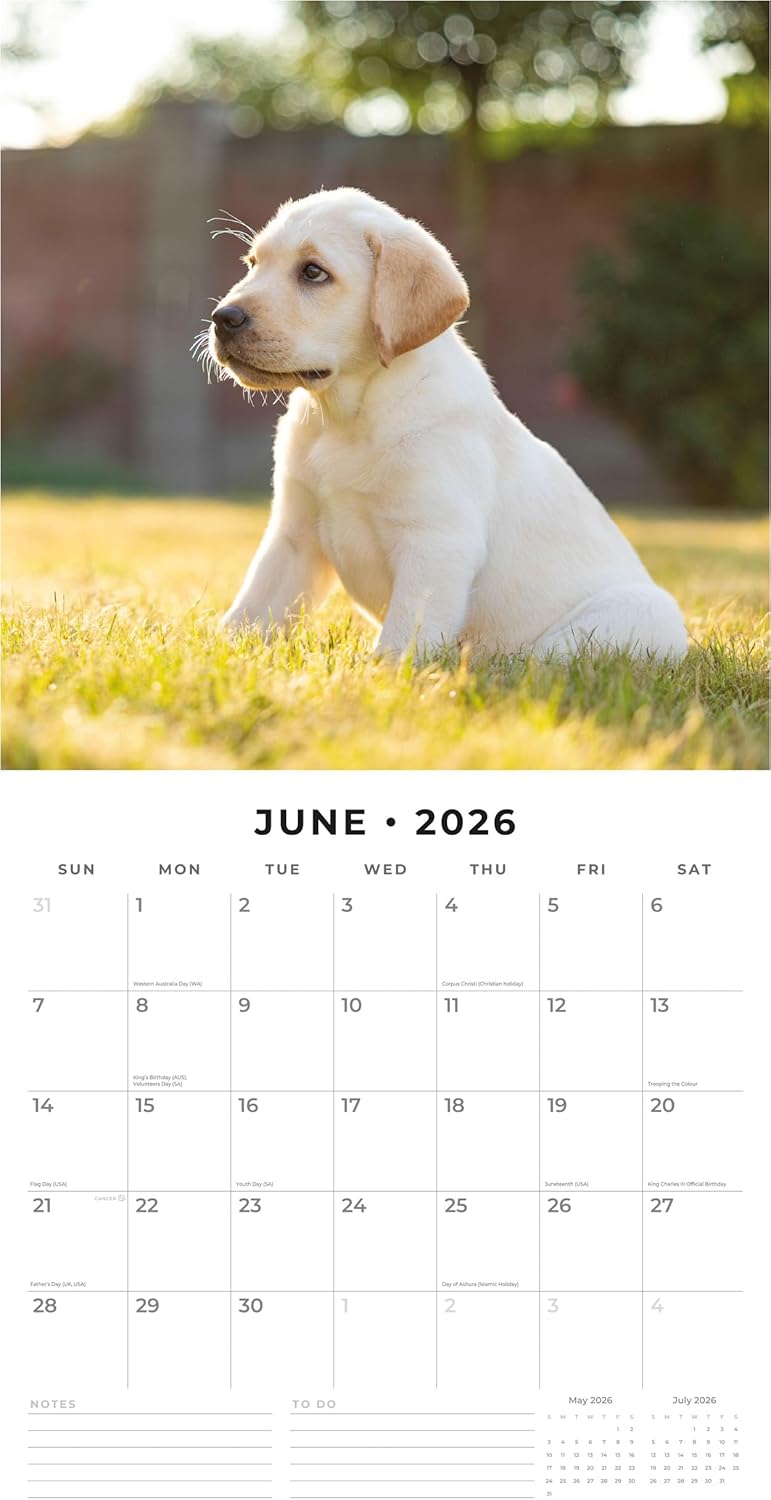 Red Robin 2026 Yellow Labradors Monthly Wall Calendar | 12" x 24" Open | Premium Thick & Sturdy Paper | Hangable 12 Month Calendar | Lined Notes & To Do Area | Vivid Images | Plastic Free