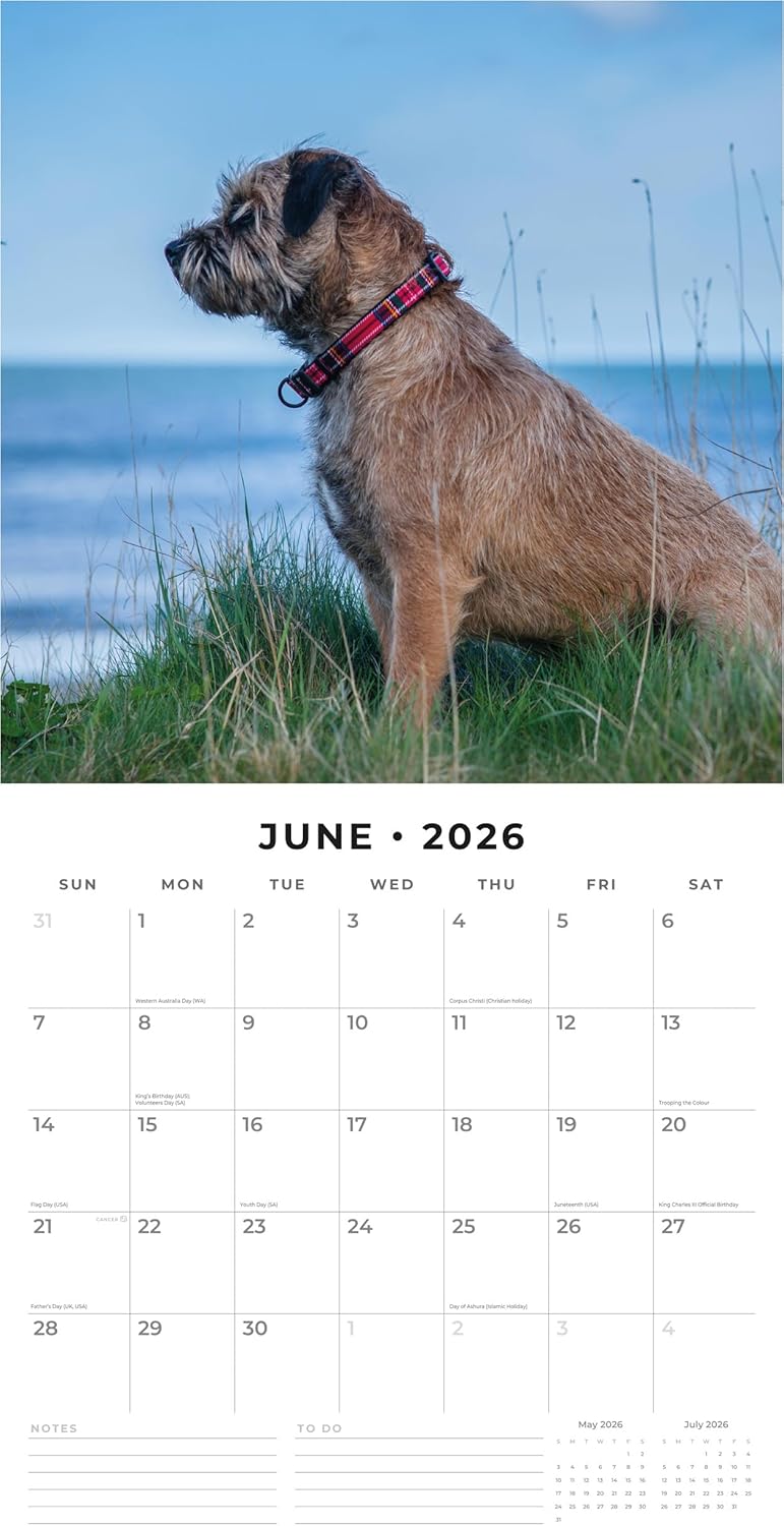 Red Robin 2026 Border Terriers Monthly Wall Calendar | 12" x 24" Open | Premium Thick & Sturdy Paper | Hangable 12 Month Calendar | Lined Notes & To Do Area | Vivid Images | Plastic Free