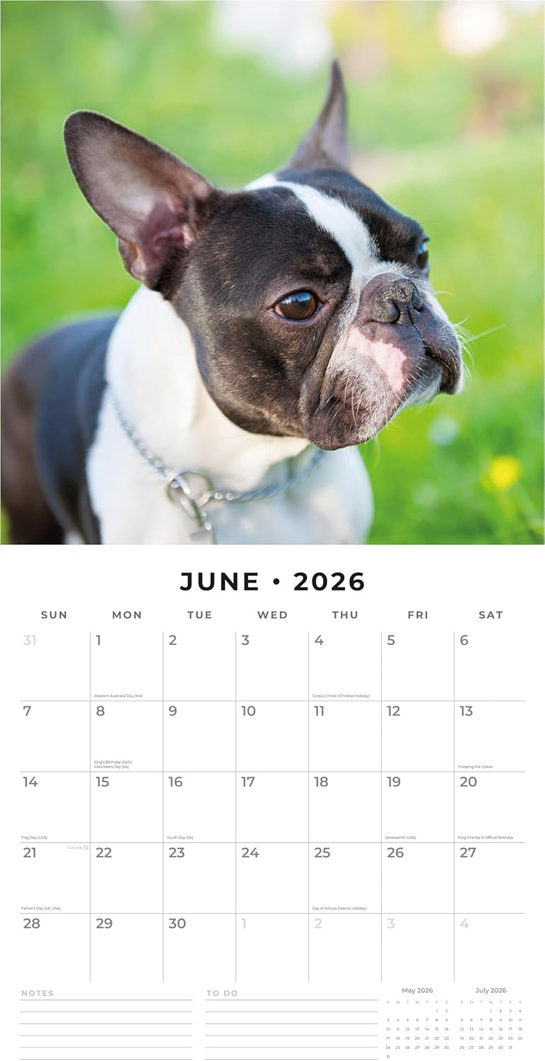 Red Robin 2026 Boston Terriers Monthly Wall Calendar | 12" x 24" Open | Premium Thick & Sturdy Paper | Hangable 12 Month Calendar | Lined Notes & To Do Area | Vivid Images | Plastic Free