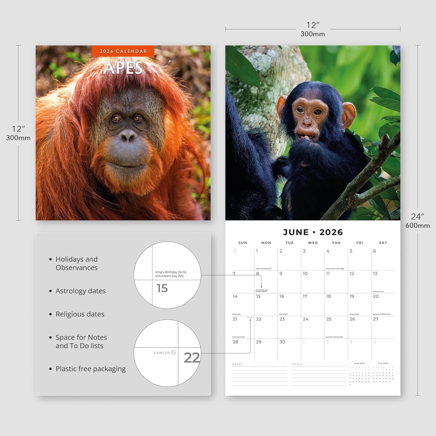 Apes - 2026 Square Wall Calendar - by Red Robin Publishing