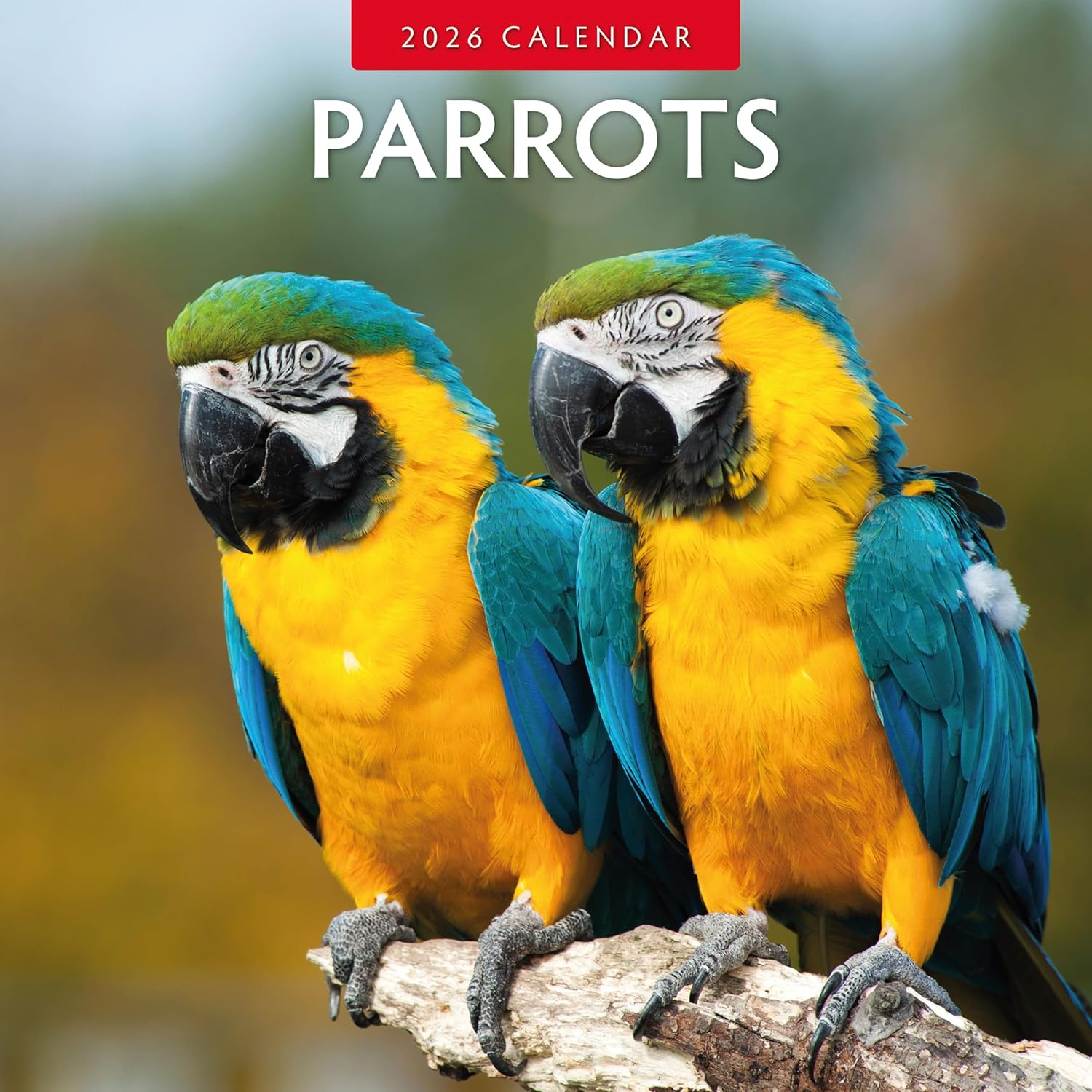 Red Robin 2026 Parrots Monthly Wall Calendar | 12" x 24" Open | Premium Thick & Sturdy Paper | Hangable 12 Month Calendar | Lined Notes & To Do Area | Vivid Images | Plastic Free