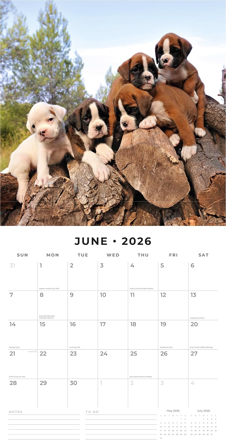 Red Robin 2026 Boxer Puppies Monthly Wall Calendar | 12" x 24" Open | Premium Thick & Sturdy Paper | Hangable 12 Month Calendar | Lined Notes & To Do Area | Vivid Images | Plastic Free