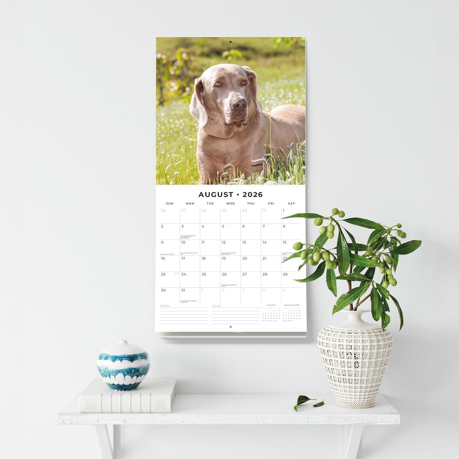 Red Robin 2026 Weimaraners Monthly Wall Calendar | 12" x 24" Open | Premium Thick & Sturdy Paper | Hangable 12 Month Calendar | Lined Notes & To Do Area | Vivid Images | Plastic Free