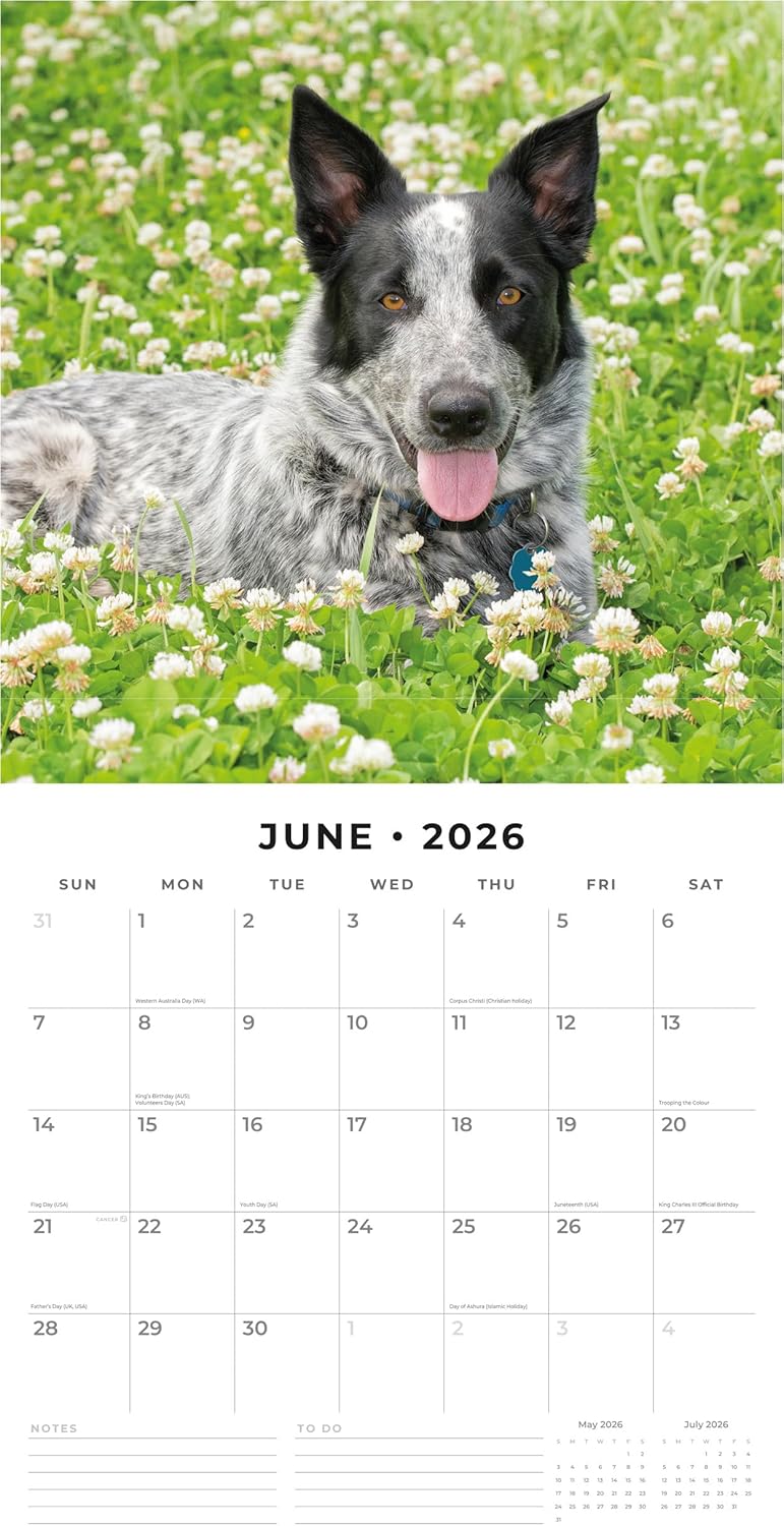 Red Robin 2026 Australian Cattle Dogs Monthly Wall Calendar | 12" x 24" Open | Premium Thick & Sturdy Paper | Hangable 12 Month Calendar | Lined Notes & To Do Area | Vivid Images | Plastic Free