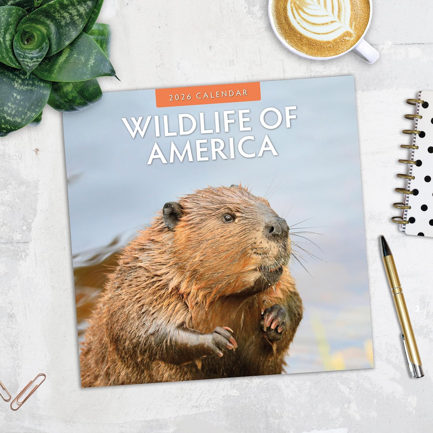 Red Robin 2026 Wildlife of America Monthly Wall Calendar | 12" x 24" Open | Premium Thick & Sturdy Paper | Hangable 12 Month Calendar | Lined Notes & To Do Area | Vivid Images | Plastic Free